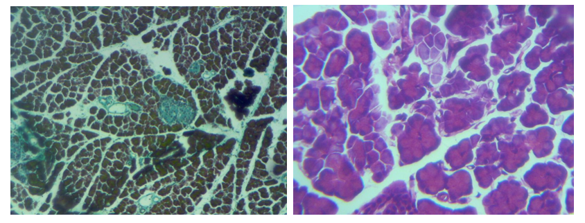 Figure 4: Photomicrographs (x 400) of pancreas of Diabetic rats treated with combined extract of Vernonia amygdalina, Ocimum gratissimum and Zingiber Officinale.400mg/kg b.w of each extract (H&E= Haematoxylin and eosin, GAF=Gomori Aldehyde Fuschin stain).