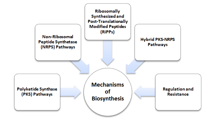 Figure 2: Biosynthesis of Antimicrobial Compounds by Streptomyces.