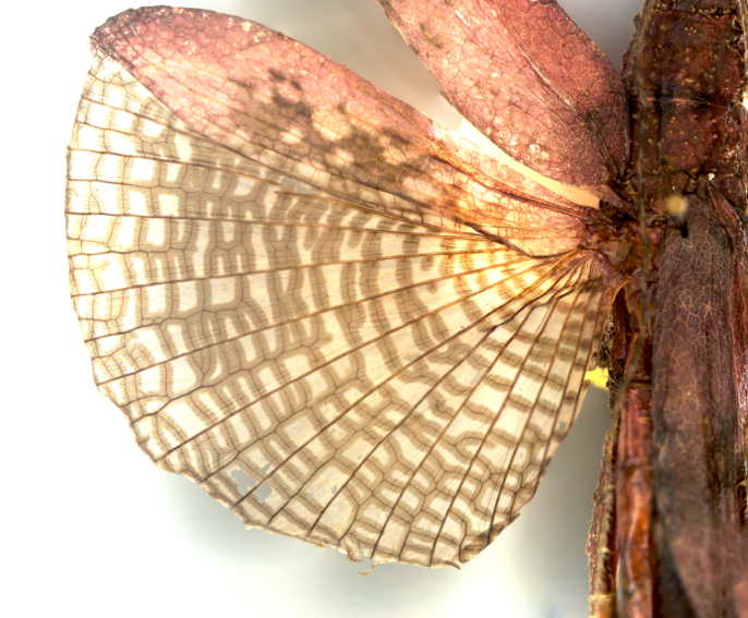 Figure 3: Irregular warts (A) and wings (B) of _P. ariadne_.