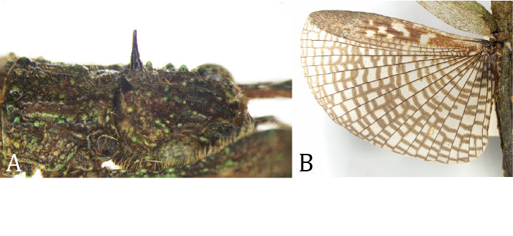 Figure 4: Wings of _P. berosus_.