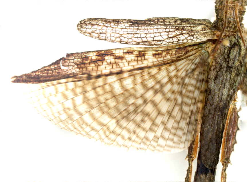 Figure 5: Horns (A) and wings (B) of _P. bioley_.