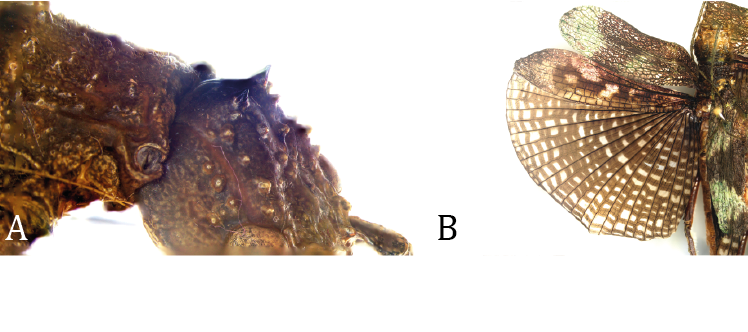 Figure 6: Wings of _P. Horstokki_.