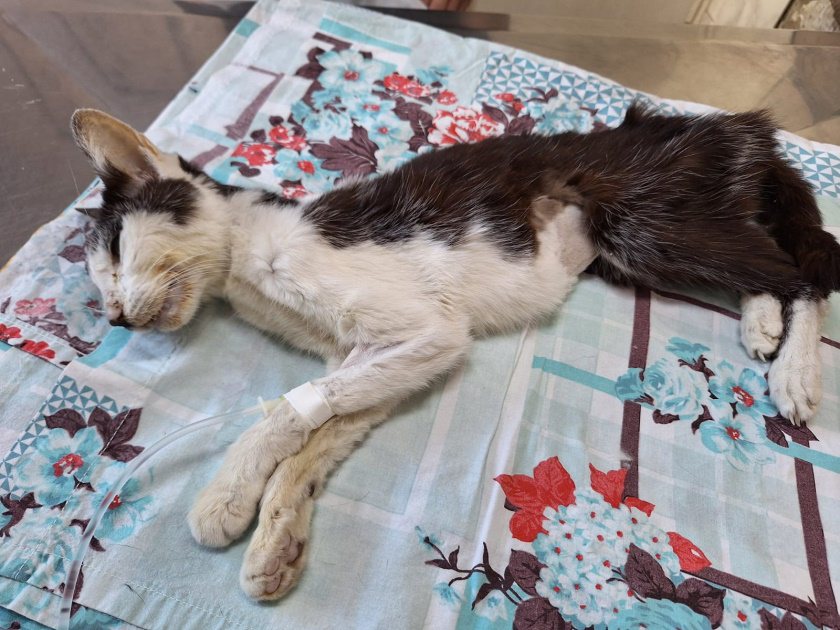 Figure 1: Cat showing marked weight loss and permanent lateral decubitus position.
