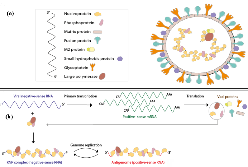 Figure 1: (a) Structure and genetic material hMPV, (b) replication cycle [Modified after [1]].