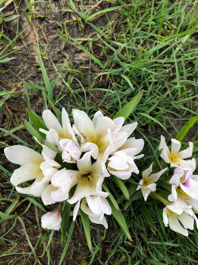 Figure 1: _Colchicum kotschyi._