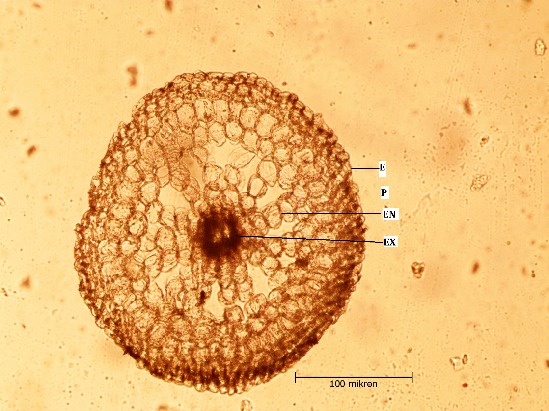 Figure 2: Colchicum kotschyi Root cross-section (x10), (e: epidermis, p: parenchyma, en: endodermis, ex: exodermis).