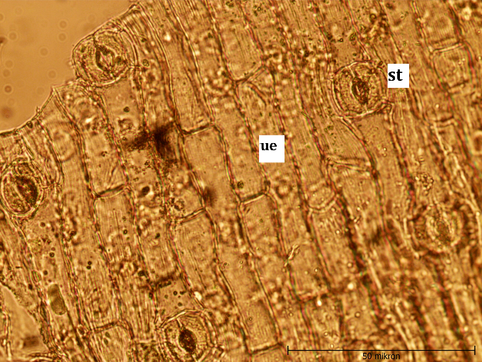 Figure 4: Colchicum kotschyi Leaf cross-section (x40), le: lower epidermis, ue: upper epidermis, st: stomata.