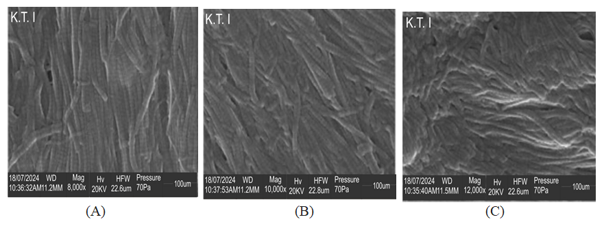 Figure 4: SEM of extracted chitosan at (A) 8,000 magnification, (B) 10,000 magnification, and (C) 12,000 magnification.