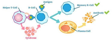 Figure 2: Production of Plasma cells and Memory B cells: Picture courtesy-internet.