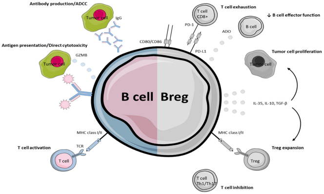 Figure 3: Functions of B cells and B regulatory cells (Breg cells): B- cells by producing antibodies against antigen and presenting antigen to T-cell helps in generation of immune response. Other side, Breg cells suppress immune responses by inhibiting effector T cell functions as well as promoting Treg cells generation. Picture courtesy: internet.