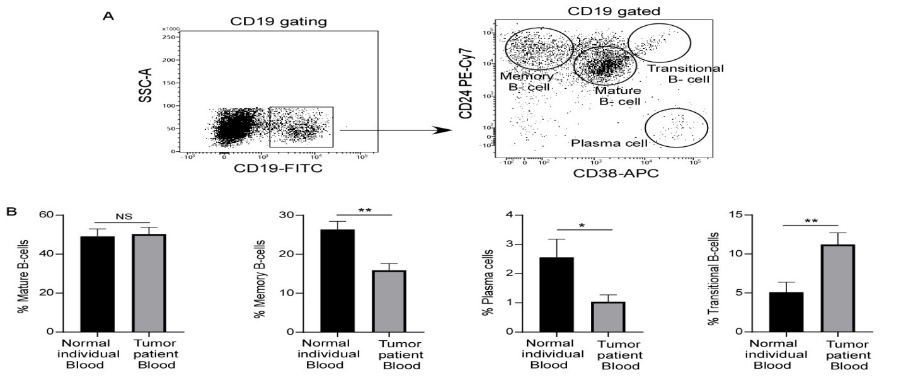 Figure 6: Identification of B-cell subtypes. (A) Representative flow-cytometry plot showing different B-cell subtypes. (B) The representative bar plot showing changes in percentage of important B-cell subtypes like mature, memory, plasma, and transitional B-cells (from left to right) between normal and breast tumour patient’s blood (n=3). Unpaired student’s t-test was used to evaluate statistical significance of the data using GraphPad prism8 software.