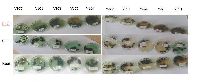 Figure 1: Seeds germination of okra with different AE. C0: sterile distilled water (Control), C1: 25% of AE, C2: 50% of AE, C3: 75% of AE, C4: 100% of AE, V1: Clemson, V2: Hire.