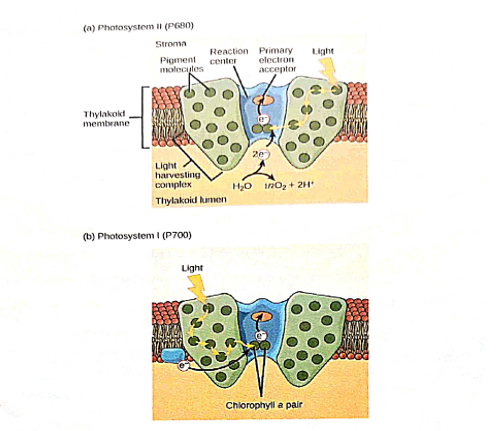 Figure 1: Representation of Light Reaction in Plants.