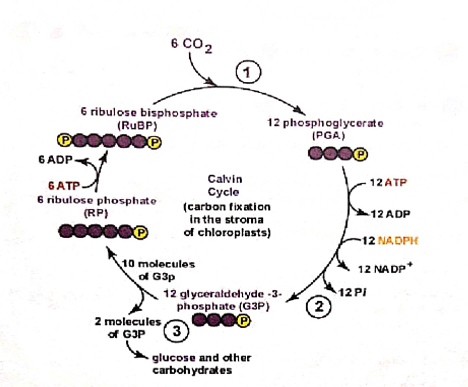 Figure 3: Brief Illustration of the Calvin Cycle and its Steps in Plants.