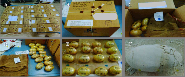 Figure 2: A: 25 Sealed Parcels; B: One Sealed Parcel; C: After Opening a Sealed Parcel; D,E: Plastic Potatoes Filled with Brown Colored Powder, and F: After Opening the Plastic Potato.