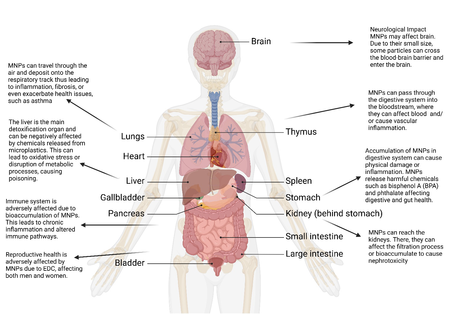 Figure 3: The Impact of MPs on the Human Body.