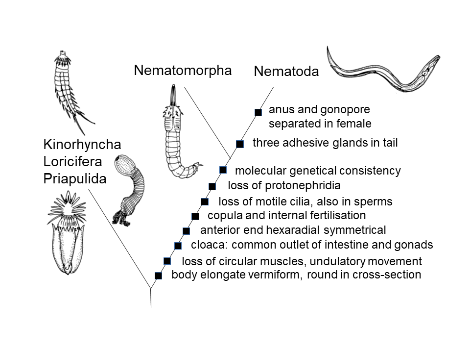 Figure 1: Systematic position of Nematoda:Cladogram of Cycloneuralia with synapomorphies supporting the sistergroup relationship of Nematomorpha and Nematoda.