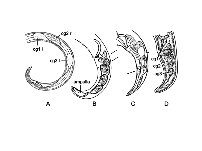 Figure 2: Caudal glands (cg) in tandem. A) Oncholaimus sp., precaudal gland cells left (l) or right (r) of intestine [115]; B) Synonema cosmopoliticum [44]; C) Araeolaimus filpjevi [231]; D) Thalassogenus tortuosus female, two sets of caudal glands [173]; arrows: extra gland cells.