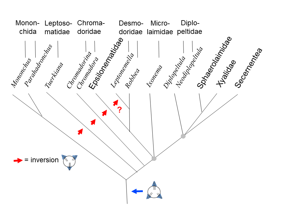 Figure 7: Partial phylogenetic diagram to demonstrate where an inversion of the primary dorso-ventral arrangement of caudal glands occurred. The grayish circles mark points not resolved into dichotomies so far.