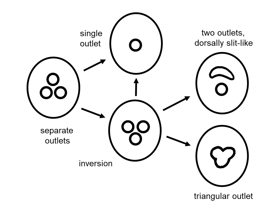 Figure 8: Postulated transformations of outlets of three caudal glands in apical view.