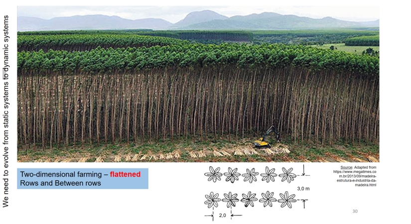 Figure 1: Partial view of a eucalypt monoculture plantation with its flat canopy and tiny crown - photosynthetic apparatus - present only in the upper portion of the tree and denoting its small proportion in relation to its size.