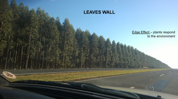 Figure 2: Partial view of a stretch of road in the municipality of Luís Antônio, Brazil, where we can see the responses of eucalyptus plants to the environment - edge effect - presenting an extensive canopy along a large part of the tree trunk with a high density of leaves forming this wall of leaves. The trees on the edge were noticeably larger than those located further inside the planting plot. Photo by the author.