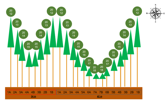 Figure 3: Cross-section of the wave planting scheme where we can observe the years of planting (balls) initiated at the ends of the plot with its closure occurring after the planting of the fourth (left - 24 m, short-wave) and seventh row (right - 42 m, long-wave) – sequential planting year numbers below the drawing of each row of trees. As in physics, the wavelength is given by the distance from the crest, in this case, the tallest and oldest trees.