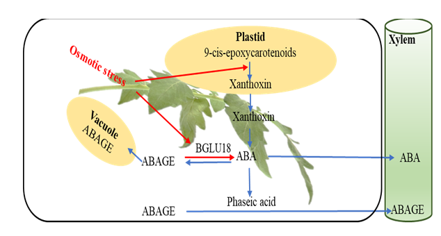 Figure 3: Abscisic acid glucose ester (ABAGE) content of tomato (Solanum lycopersicum ‘Scotia’) plants (n = 9) under regular water and water-deficit stress as influenced by soil residual compost. The bars show the percentage differences in ABAGE, numbers within the bars show the actual value of ABAGE in ng/g fresh weight. AN-, BI- and C-plants denote plants grown in soils with residual compost effect from the previous five years of treatment with annual, biennial and control (no compost) application, respectively.