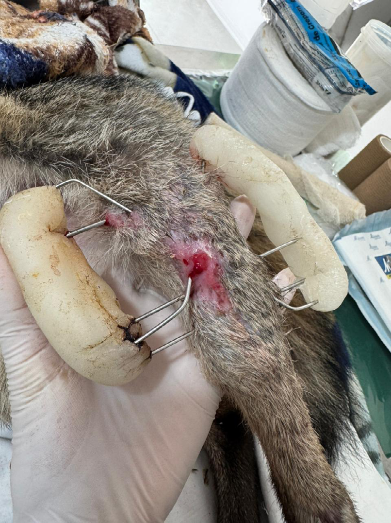 Figure 6: Wound aspect at 41st day of treatment.