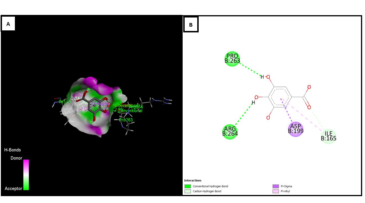 Figure 3: Molecular docking between tubulin (PDB: 1TUB) and gallic acid. (A) 3D representation of the complex, visualizing the interactions of gallic acid with tubulin residues. Conventional hydrogen bonds (green), carbon bonds (light green), and Pi- sigma interactions (purple) are highlighted. (B) 2D diagram of the interactions, showing key tubulin residues (Pro263, Arg264, Asp199, Ile165) and their interactions with gallic acid, where conventional hydrogen bonds are represented in green, carbon bonds in light green, and Pi-sigma interactions in purple.