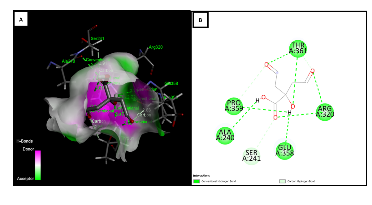 Figure 4: Molecular docking between tubulin (PDB: 1TUB) and citric acid. (A) 3D representation of the complex, visualizing the interactions of citric acid with tubulin residues. Conventional hydrogen bonding (green) and hydrogen bonds with carbon atoms (light green) are highlighted. (B) 2D diagram of the interactions, showing key tubulin residues (Pro359, Ala240, Ser241, Glu358, Arg320, Thr361) and their interactions with citric acid, where conventional hydrogen bonds are represented in green and hydrogen bonds with carbon atoms in light green.