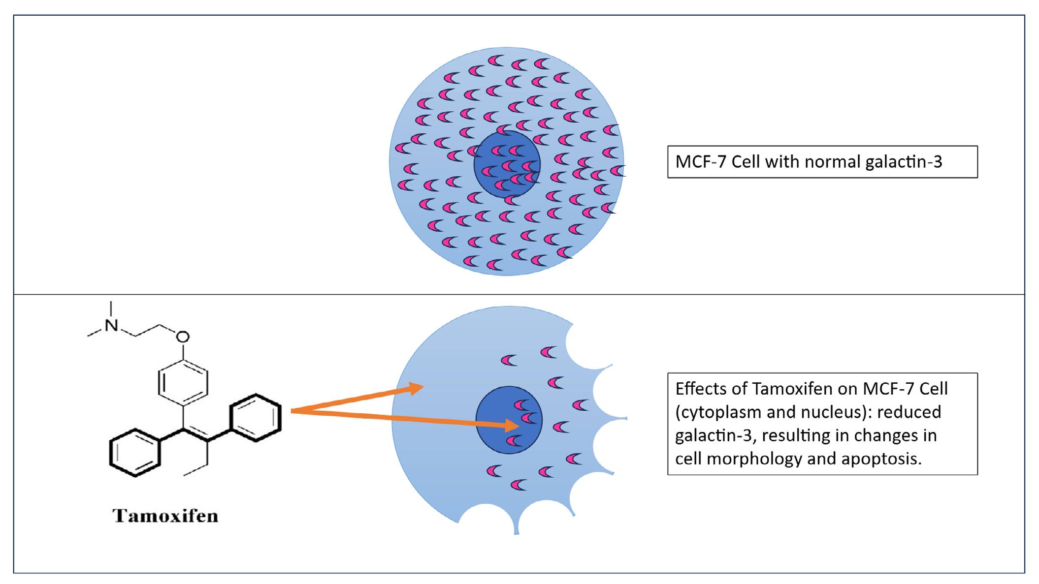 Figure 1: Phase-contrast photomicrograph of MCF-7 cells incubated in medium containing 0.01% DMSO as vehicle control (A) or in medium with the vehicle containing 10-8M tamoxifen - TAM (B). Microscopic examination revealed an alteration in shape and prominent cytoplasmic extensions in MCF-7 cells when treated with tamoxifen for 48 hours (A- Vehicle control versus B- 10-8M TAM).