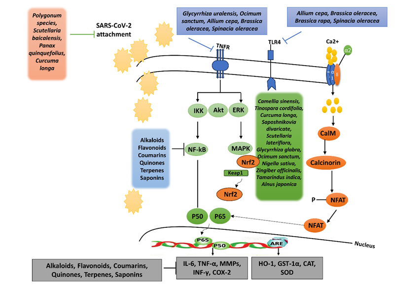 Figure 1: Important Medicinal Plants and their Secondary Metabolites have Antiviral Mechanisms and Therapeutic Targets against SARS CoV-2.