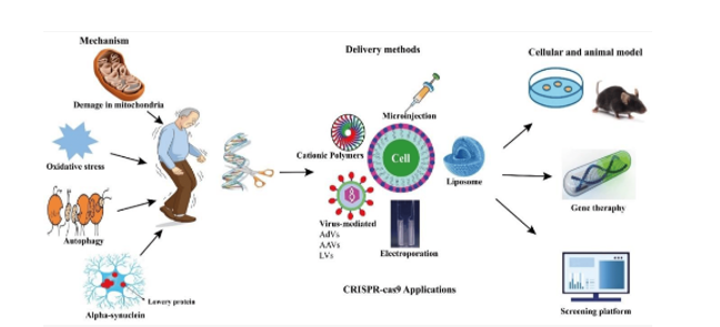 Figure 1: Possible uses of CRISPR-Cas9 in Parkinson’s disease.