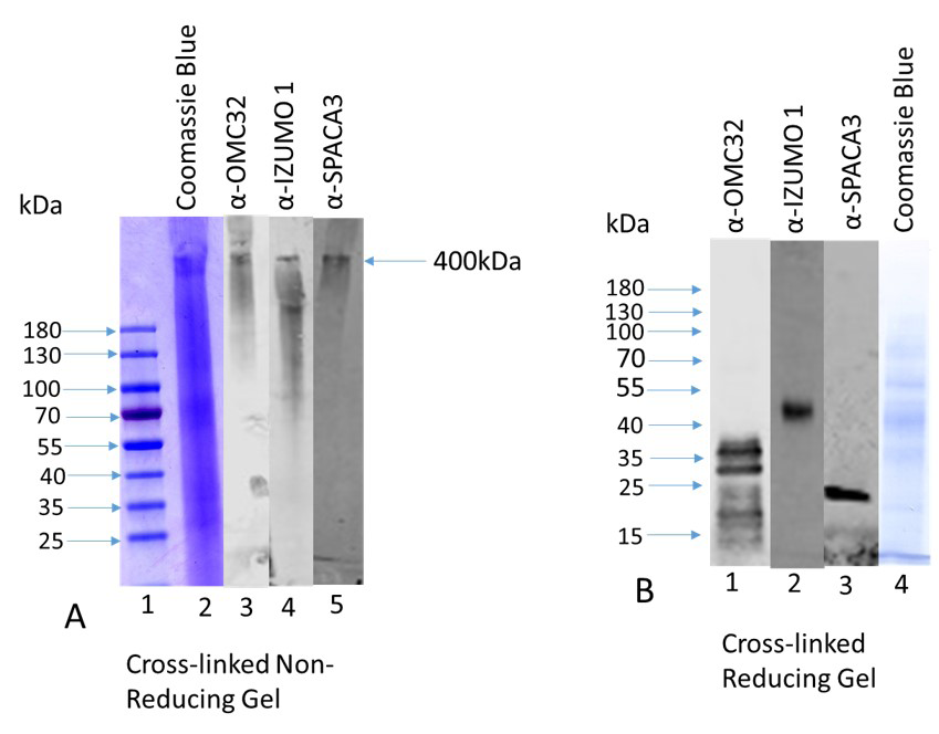 Figure 1: A: A high molecular weight protein complex (~400kDa) exhibits in the supernatant after cross-linking (25 µg protein) when fractionated in a 4-20% gradient gel under non-reducing condition and stained with Coomassie Blue (Figure A, lane 2, shown by an arrow). Identical lanes immunostained with anti-OMC32, anti-IZUMO1, and anti-SPACA3 revealed that the same high molecular weight protein complex (400kDa) exhibits immunoreactive bands with OMC32 antibody (lane 3), IZUMO1 antibody (lane 4) and SPACA3 antibody (lane 5). Lane 1 stands for the prestained protein ladder. B: The high molecular weight protein complex (~400kDa) was analyzed in a 12% SDS-PAGE under reducing conditions, transfer to PVDF membrane, and immunostained with anti-OMC32, anti-IZUMO1, and anti-SPACA3 antibodies (Figure 1B). The presence of 38-19kDa related polypeptide family polypeptides (Figure. B, lane 1) when stained with anti-OMC32 antibody. Identical lanes stained with anti-IZUMO1 and anti-SPACA3 antibodies exhibit the presence of IZUMO1 (Figure 1B, lane 2) and SPACA3 (Figure B, lane 3) immunoreactive bands, respectively. Lane 4 exhibits a Coomassie Blue stained lane under reducing conditions.