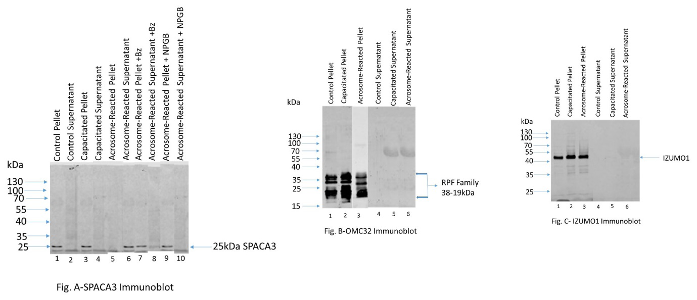 Figure 2: Figure A: 25kDa SPACA3 immunoreactive band was present in control pellet (lane1), and capacitated pellet (lane 3); no band was seen both in control supernatant (lane 2) and capacitated supernatant (lane 4). SPACA3 was released completely during LPC-induced acrosome reaction (supernatant-lane 6) and no band was seen in acrosome reacted pellet (lane 5). Benzamidine is a reversible inhibitor of acrosin. In the presence of 5mM benzamidine, a major fraction of SPACA3 was retained in the pellet (lane7) whereas a minor fraction was released in the supernatant (lane 8). NPGB is an irreversible inhibitor of acrosin. In the presence of 1mM NPGB, SPACA3 was retained in the pellet (lane 9); no release of SPACA3 occurred (supernatant-lane10). This study demonstrates that acrosin is involved in the release of SPACA3 during acrosome exocytosis. Figure B: The related polypeptide family “rpf” polypeptides (38-19kDa) where OMC32 is a major polypeptide are present in control (lane 1), capacitated (lane 2), and acrosome reacted (lane 3) pellet whereas no immunoreactive bands were seen in the control (lane 4), capacitated (lane 5), and acrosome reacted (lane 6) supernatant lanes. Figure C: An immunoreactive IZUMO1 band is present in control (lane 1), capacitated (lane 2), and acrosome reacted (lane 3) pellet whereas no immunoreactive bands were seen in the control (lane 4), capacitated (lane 5), and acrosome reacted (lane 6) supernatant lanes.
