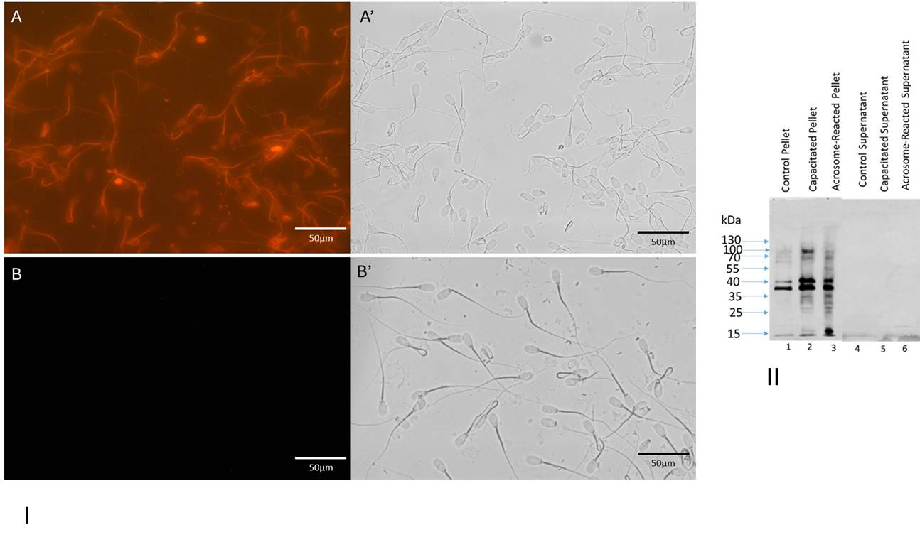 Figure 4: I: Immunocytochemical localization of tyrosine-phosphorylated proteins in capacitated (A and A’) and noncapacitated (B and B’) spermatozoa. Matched phase contrast (A’ and B’) and fluorescence (A and B) photomicrographs of spermatozoa stained with anti-PG10. Bar= 50µm. II: Protein tyrosine-phosphorylation pattern of bovine capacitated spermatozoa: Western blots of control pellet (lane 1), capacitated pellet (lane 2), and acrosome reacted pellet (lane3) stained with anti-PG10. No bands were seen in the supernatant lanes of control (lane 4), capacitated (lane 5), and acrosome reacted (lane 6).
