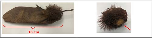 Figure 1: Photos showing the details of the Araribá fruit and seed. Left: example of a whole fruit, with wing and nut. Right: seed with the wing carefully removed from the nut and with the cutting indicated by the red arrow (specimens photographed from the experimental condition “dry with cut”).