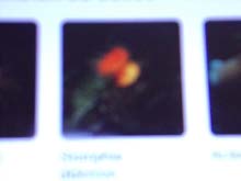 Figure 3: Ossicles from starfish.