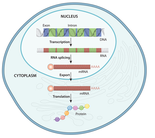 Figure 4: Nucleus.