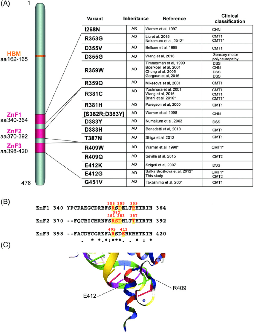 Figure 5: EGR2 Gene Structure and Reported Mutations (Stefano Tozza Et.Al; 2019).