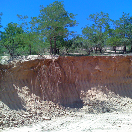 Figure 1: The plant growth and vertically distribution of roots and the maximum infiltration depth (Hm) in Robinia (Robinia pseudoacacia L.) forest in the semiarid loss hilly region (Guyuan, China).