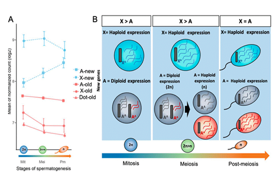 Figure 3: Gene expression dynamics by gene and location for newly expressed and older genes on X-chromosome, autosomes and dot chromosomes of Drosophila.