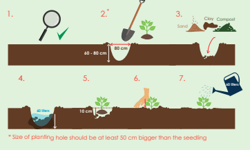 Figure 1: Steps for planting in ground.