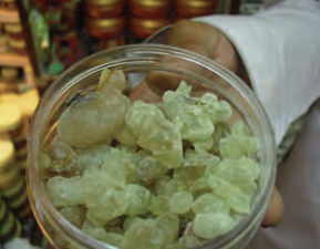 Figure 4: The frankincense tree and olibanum (Luban).