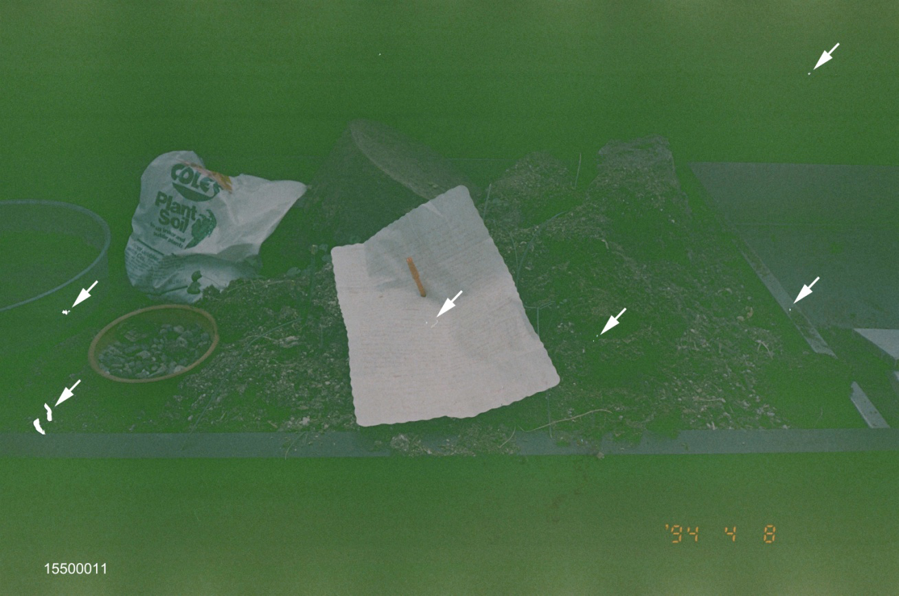 Figure 2: The scanner image of a dye-sub print of the greenhouse planter near the victim with the alleged suicide note impaled by a pen into the planter soil; the image, likely originally from an Apple QuickTake 100 camera, has not been processed (i.e., gamma adjusted, sharpened, etc.). The arrows point to white defects in the print caused by dust on the print paper, a common defect of dye-sub prints [16]. The date stamp on the lower right was applied to the image when it was downloaded from the Apple QuickTake 100 camera to an Apple or a PC computer [16].