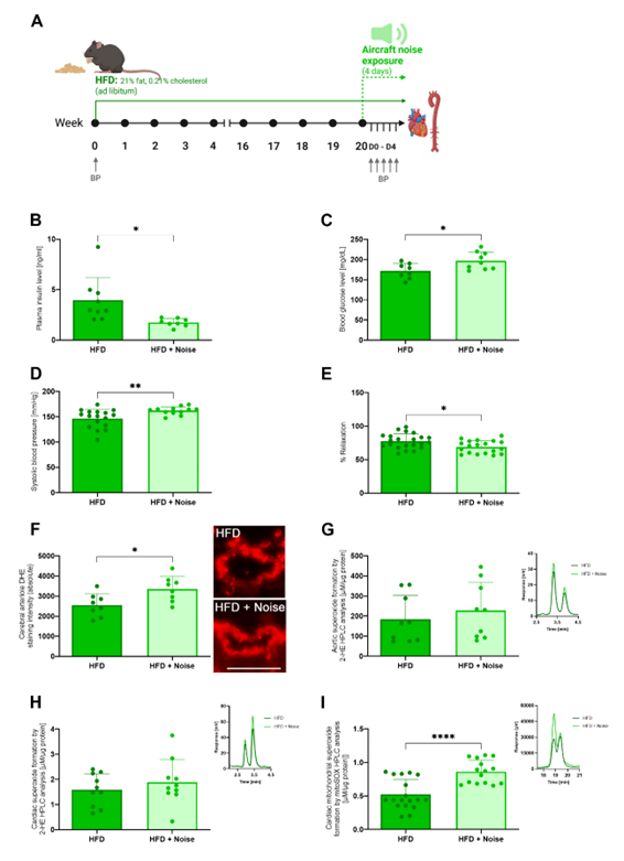 Figure 1: The effects of aircraft noise exposure on glucose metabolism, vascular function, and oxidative stress in diabetes. (A) Scheme of the treatment protocol and blood pressure measurements. (B) Plasmatic insulin levels were determined using an ELISA Assay Kit. (C) Non-fasting blood glucose levels were measured by a glucometer from the tail vein blood. (D) Systolic blood pressure measured using non-invasive plethysmography at D4 of noise exposure. (E) Endothelium-dependent (acetylcholine) relaxation of the aorta was measured using the isometric tension method. The results represent the maximal precentral relaxation of pre-constriction. (F) The ROS formation measured by in situ dihydroethidium (DHE) fluorescence in cerebral arteriole cross-sections, including representative pictures (scale bar 20µm). (G) Aortic superoxide formation measured by 2-HE HPLC analysis, including representative chromatogram. (H) Superoxide levels in cardiac tissue measured by 2-HE HPLC analysis, including representative chromatogram. (I) Mitochondria-specific superoxide formation in cardiac tissue measured by mitoSOX HPLC analysis, including representative chromatogram. (B) Each data point represents a measurement from blood plasma pooled from three to six animals (n = 8–9). (C-F, H) Each data point represents an individual animal [C (n = 8–15), D (n = 12–17), E (n = 19–22), F (n = 8), H (n = 10)]. (G) A pair of data points represents a sample pooled from three to six animals [G (n = 4–5)]. (I) A triplet of data points represents a sample obtained by pooling tissue from three to six animals [I (n = 5–6 pooled mitochondrial preparations)]. For statistical analysis, we used an unpaired t-test, and p < 0.05 were considered significant. (*p < 0.05, ****p < 0.0001). The treatment scheme was generated with biorender.com. All figures were adapted from [12].