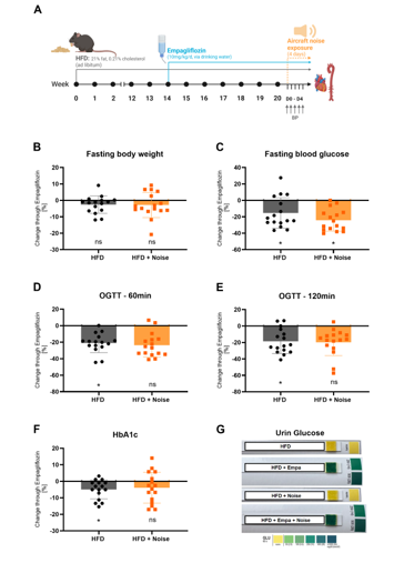 Figure 3: The effects of empagliflozin treatment on body weight and glucose metabolism in diabetic animals with and without aircraft noise coexposure. (A) Scheme of the treatment protocol and blood pressure measurements. (B) Fasting body weight was measured at the last day of the treatment period. (C) Fasting blood glucose levels were measured by a glucometer from tail vein blood. (D, E) The oral glucose tolerance test (OGTT) was measured at the last day of treatment at 60 (D) and 120 min (E) after glucose administration. (F) Glycated hemoglobin (HbA1c) was measured from tail vein blood using a commercially available kit. (G) Representative pictures of urine glucose levels collected on the last day of treatment. (B-F) Each data point represents the change (in %) caused by empagliflozin in individual animals (n = 16). For statistical analysis, we used two-way ANOVA, and p < 0.05 were considered significant. (*p < 0.05). The treatment scheme was generated with biorender.com.