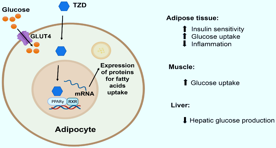 Figure 4: Basic structure of Thiazolidione.