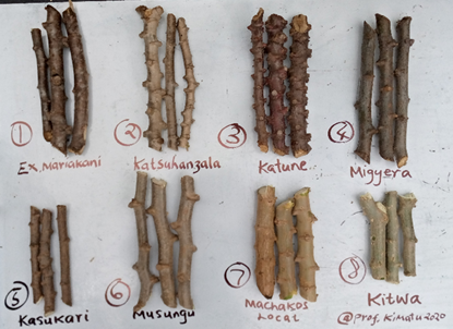 Figure 1: The eight cassava varieties used in the research.